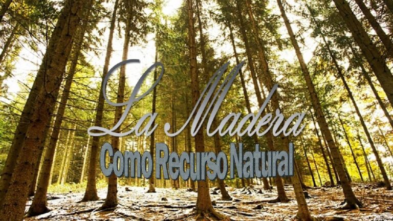 Madera: ¿Renovable o no? - Beatriz Arroyo