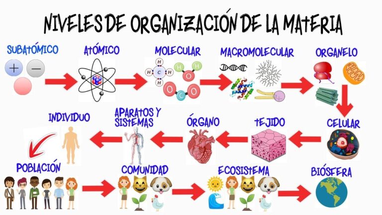 Nivel de organización del perro - Beatriz Arroyo