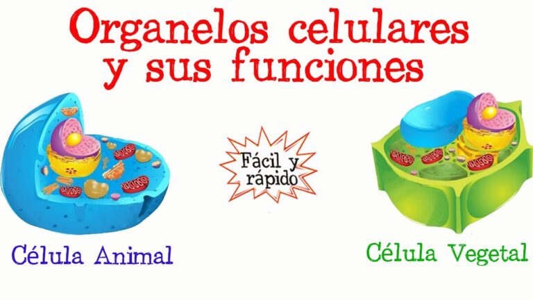 Identificando estructuras celulares: ¿Cuál no es un organelo? - Beatriz
